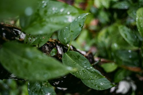 Free stock photo of background green, dew, leaf Stock Photo