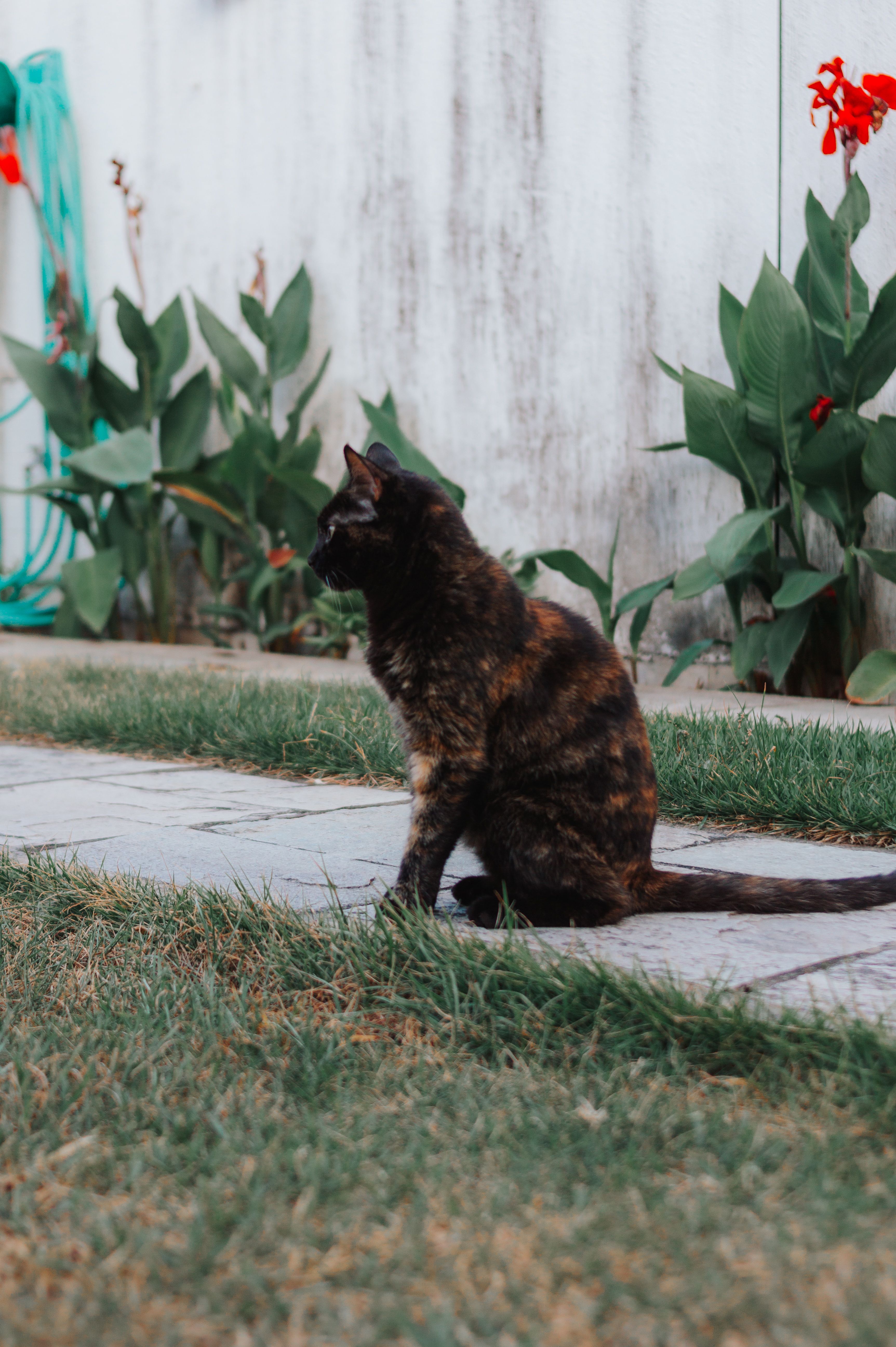 Tortoiseshell Cat Sitting in a Garden Pathway · Free Stock Photo
