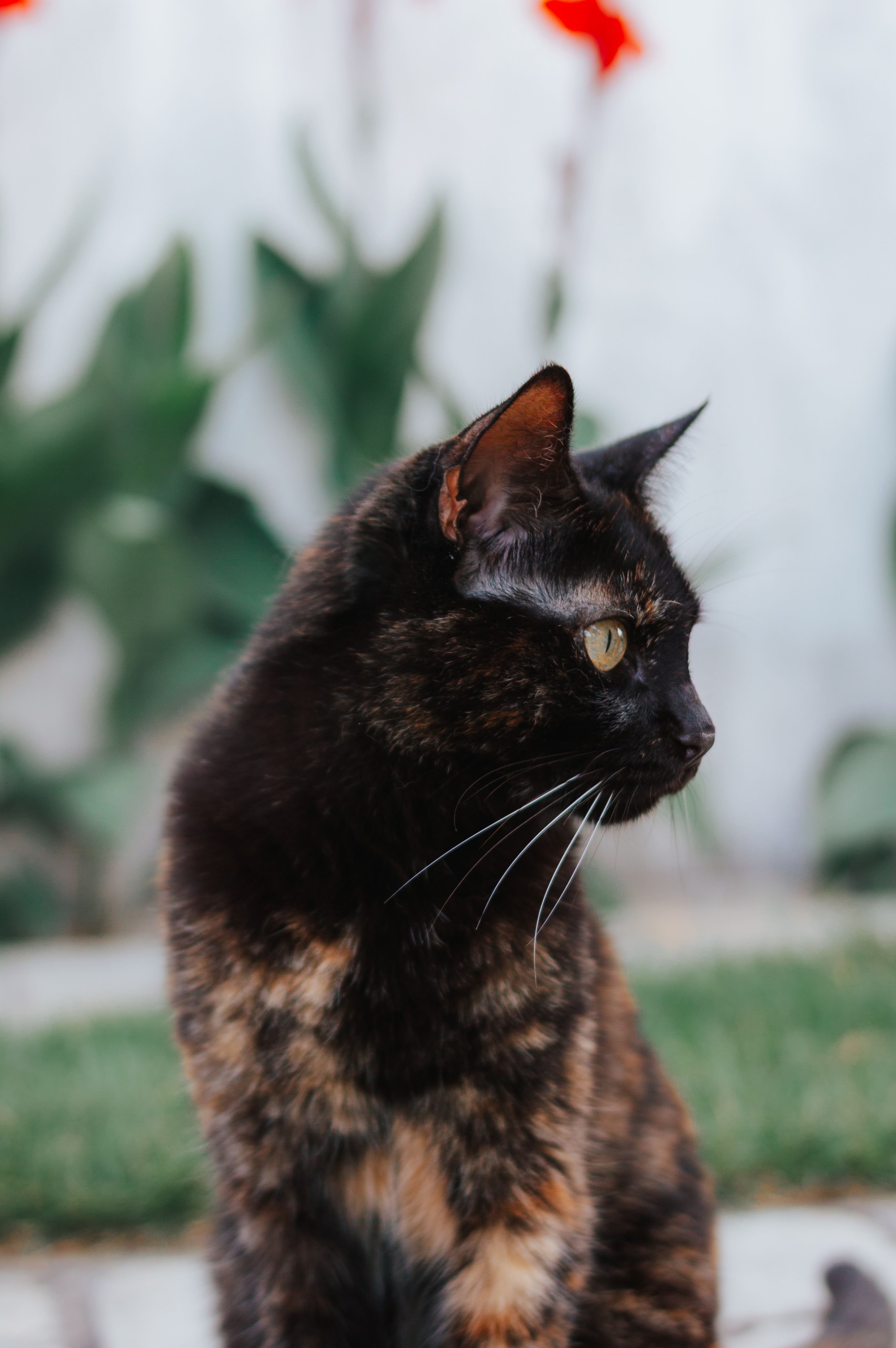 Close-up Portrait of Tortoiseshell Cat Outdoors · Free Stock Photo