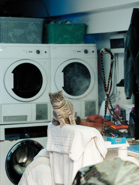 A tabby cat sitting on a covered chair in a laundry room with washers and dryers.