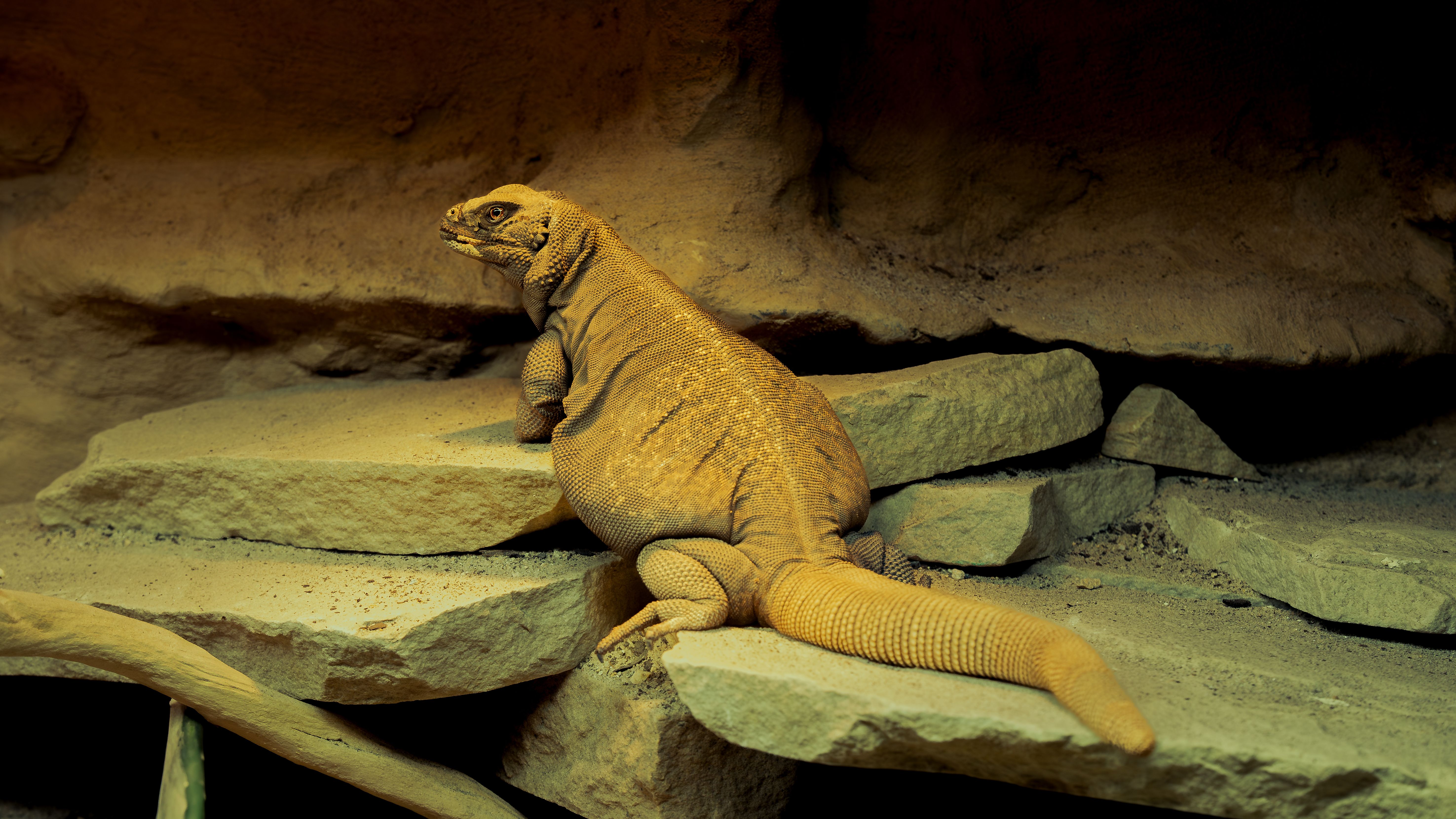 Desert Lizard on Sandstone Rock · Free Stock Photo