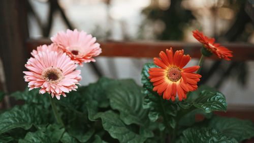 Free Colorful gerbera daisies in a garden setting showcasing vivid petals and lush foliage. Stock Photo