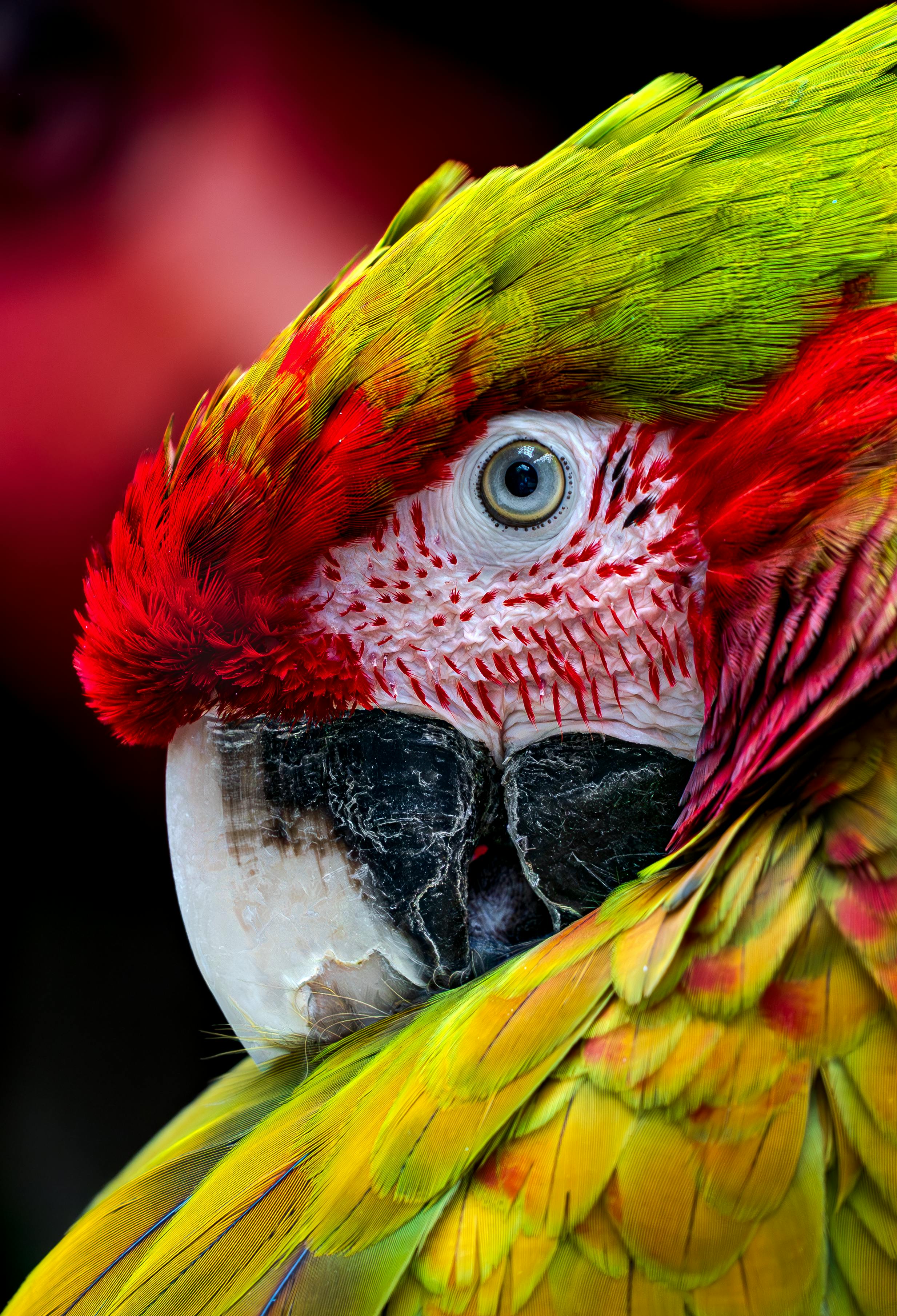Free stock photo of animal wildlife, scarlet macaw, wildlife portrait