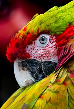 Free stock photo of animal wildlife, scarlet macaw, wildlife portrait