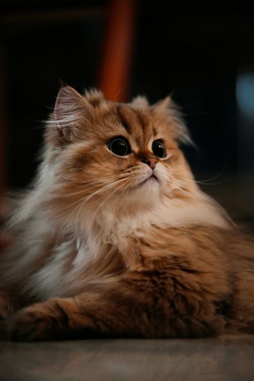 Free Close-up of a fluffy Persian cat with striking eyes, lounging in a cozy indoor setting. Stock Photo