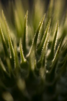 Macro shot emphasizing the texture and details of green plant needles, beautifully backlit by sunlight.