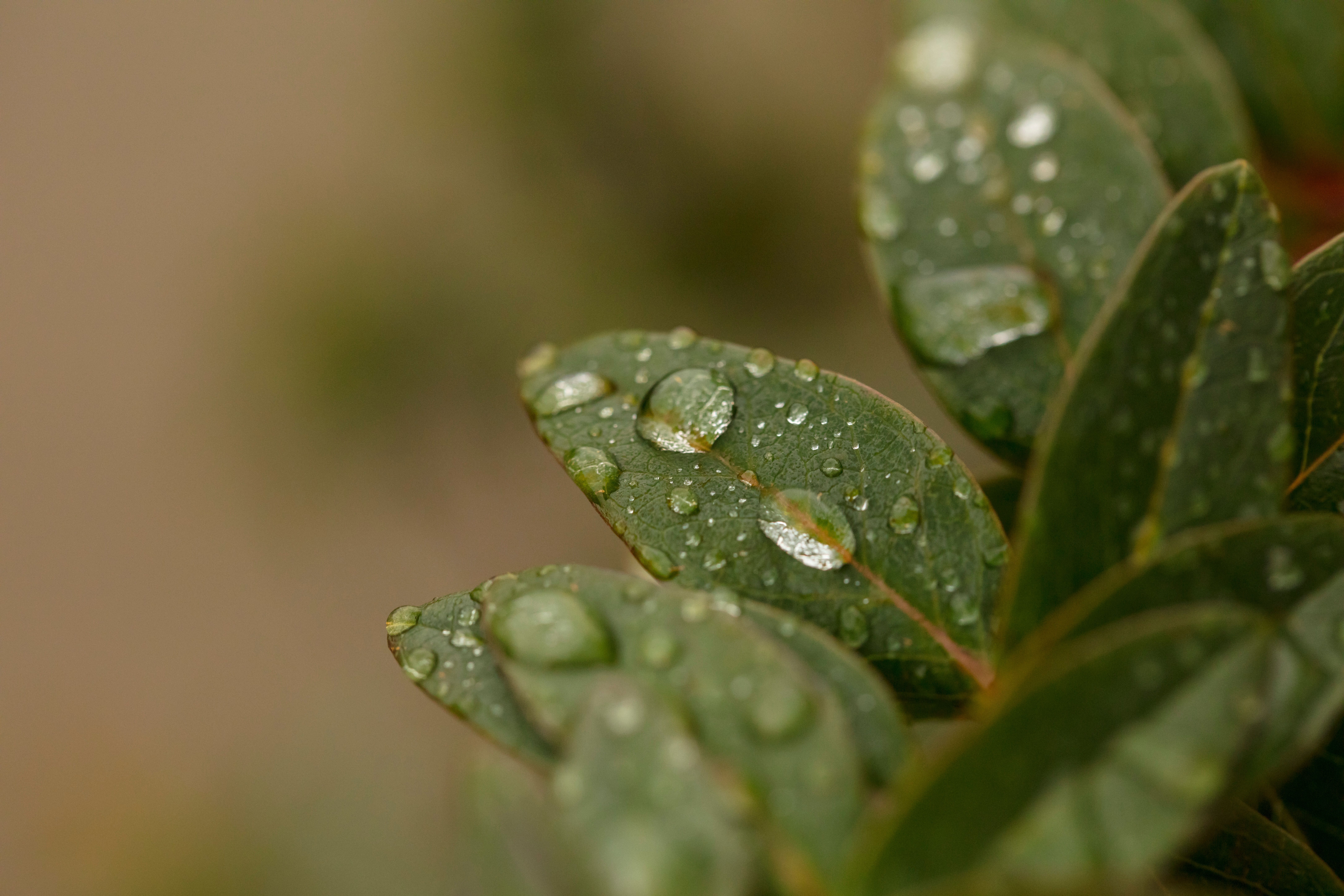 Folhas verdes com gotas de água