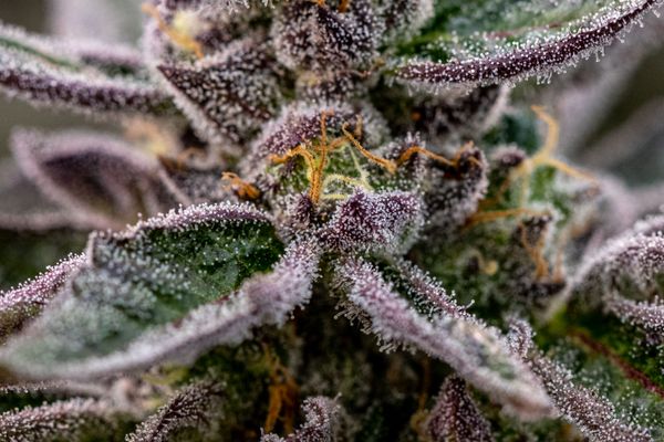 GMO flower