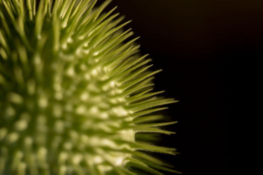 Macro shot of a spiky green plant against a dark background.