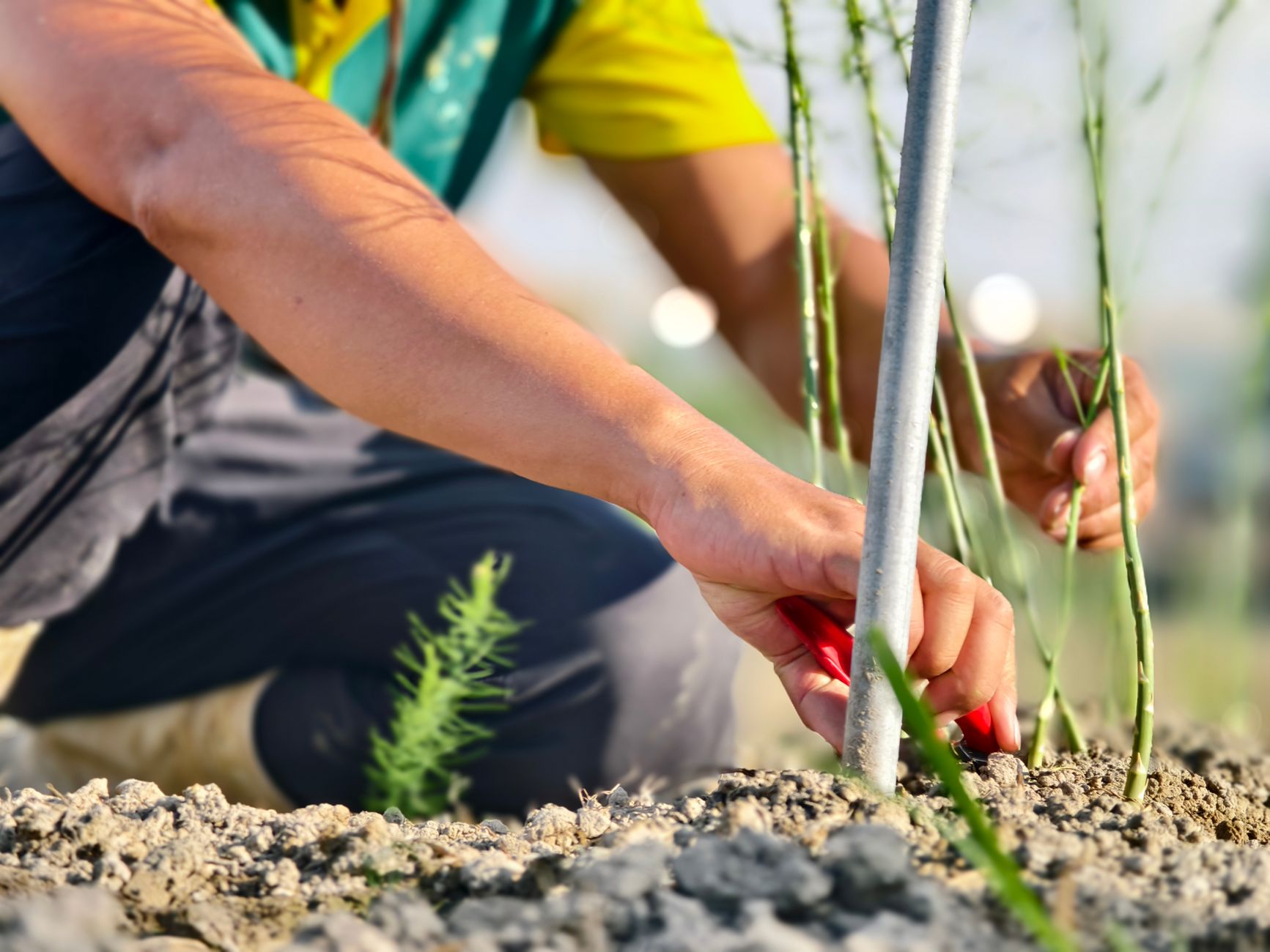 Close-up of gardener's hands tending young asparagus plants in a sunny field.