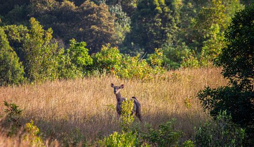 Free A deer stands in a bright meadow surrounded by lush forest, under daylight. Stock Photo