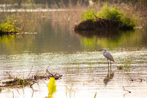 Free A serene image of an egret standing in a sunlit wetland, capturing the calmness of nature at dusk. Stock Photo