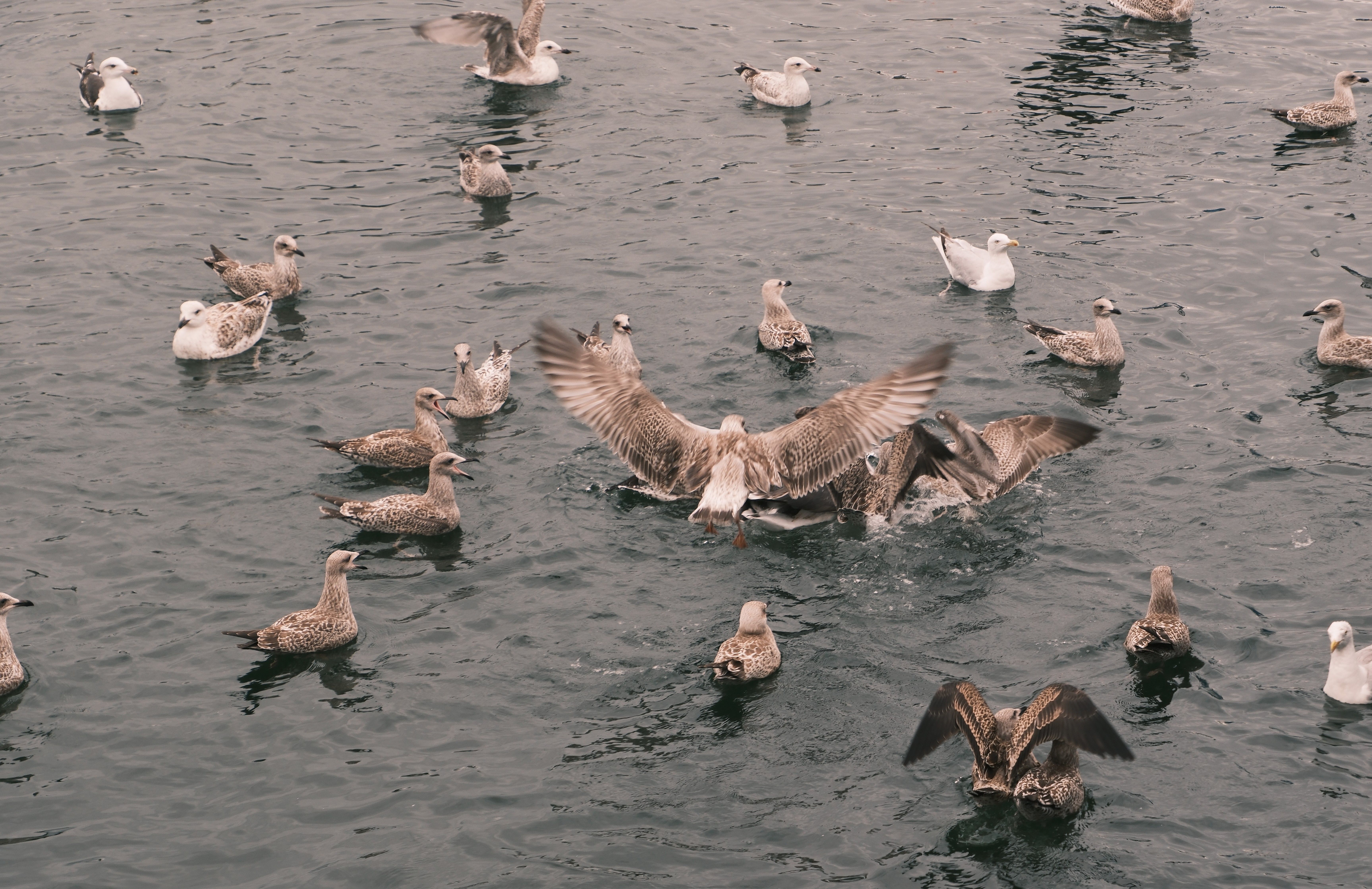 A serene scene of seagulls gathered on tranquil waters, showcasing nature's beauty.