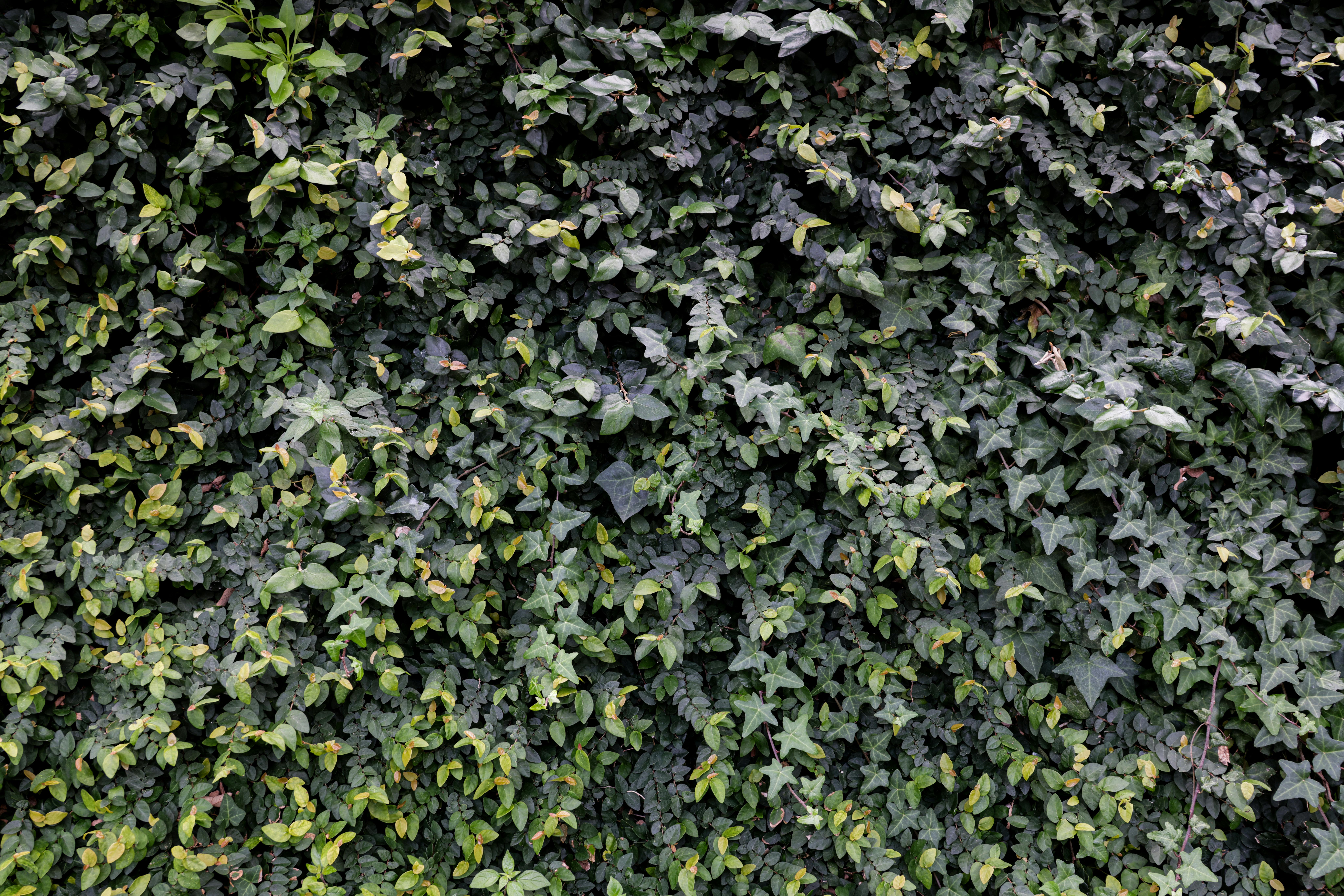 A plant-based privacy wall using multiple rows of wall-mounted planters - balcony wall planters