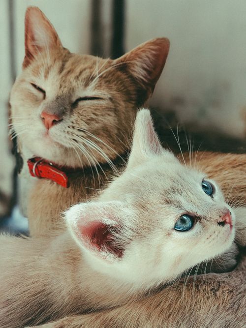 Free A cuddly ginger cat and a blue-eyed kitten enjoy a relaxing moment together indoors. Stock Photo