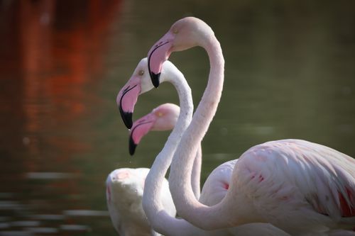 Free Three flamingos gracefully posing by a lake, showcasing their elegance in a natural setting. Stock Photo