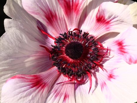 Detailed close-up of a colorful anemone flower with striking petals.