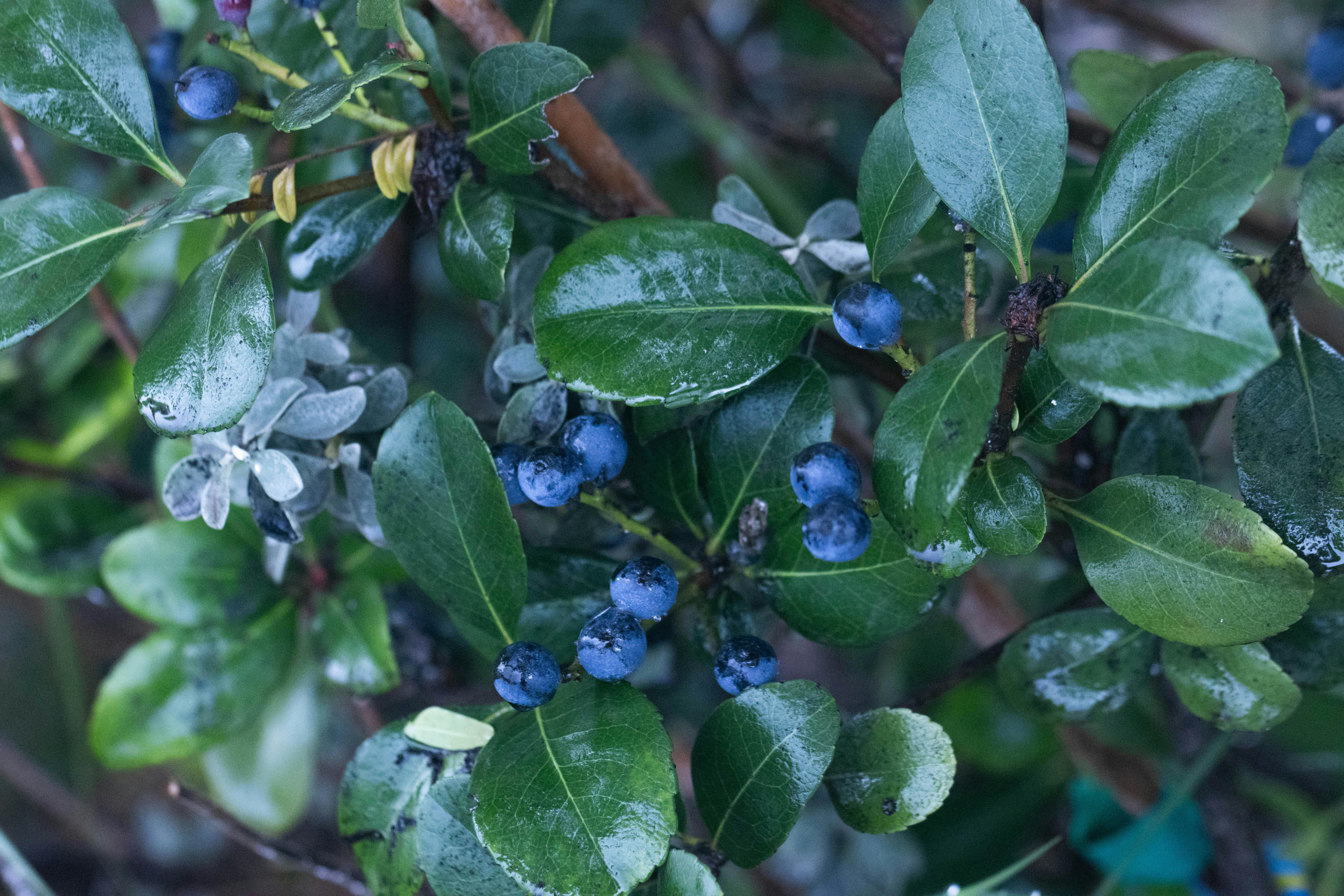 Gratis Et nærbilde av blåbær blant frodige, grønne blader, tatt utendørs med dugg synlig på bladverket. Arkivbilde