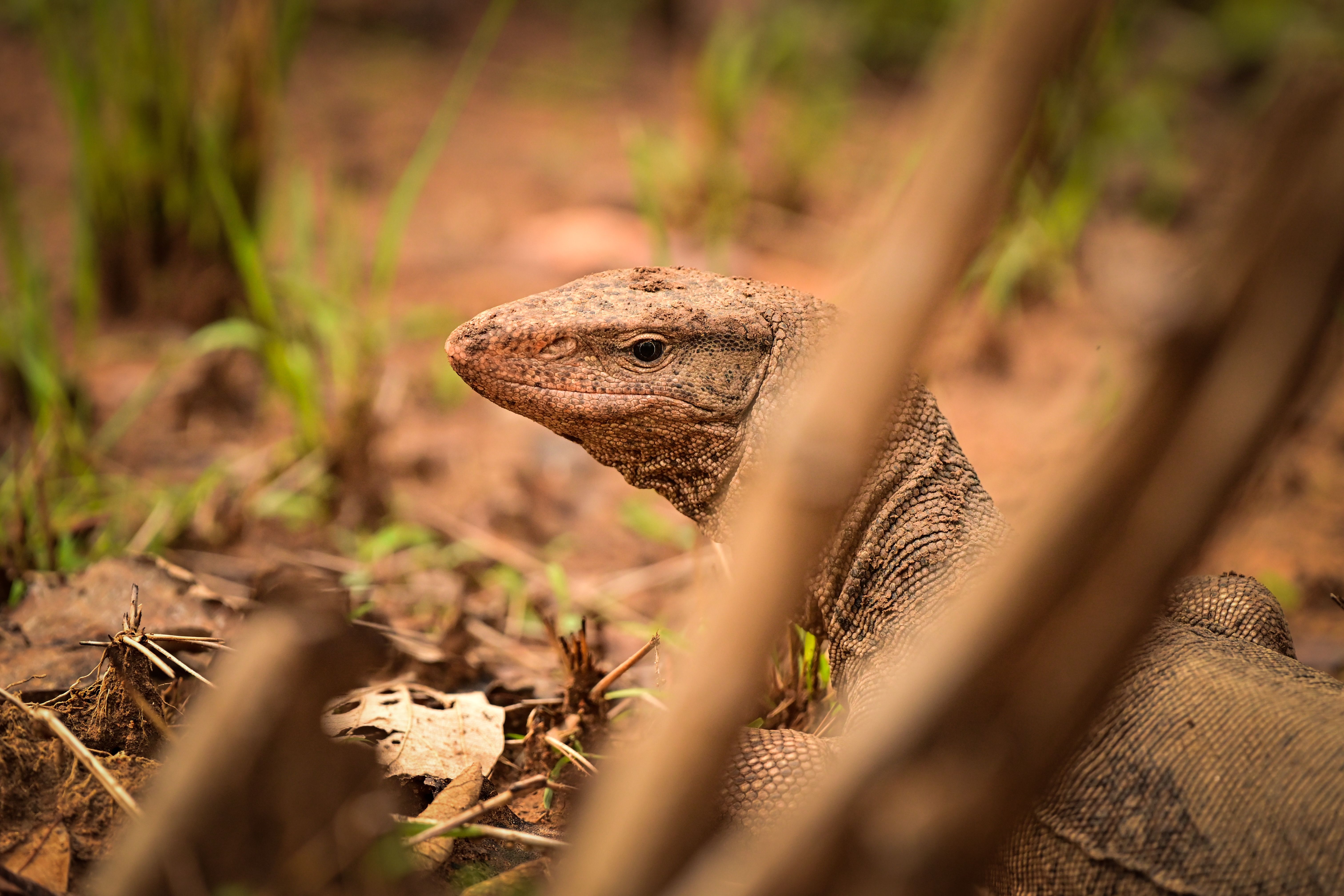 A close-up shot of a monitor lizard blending into its natural habitat with earthy tones.