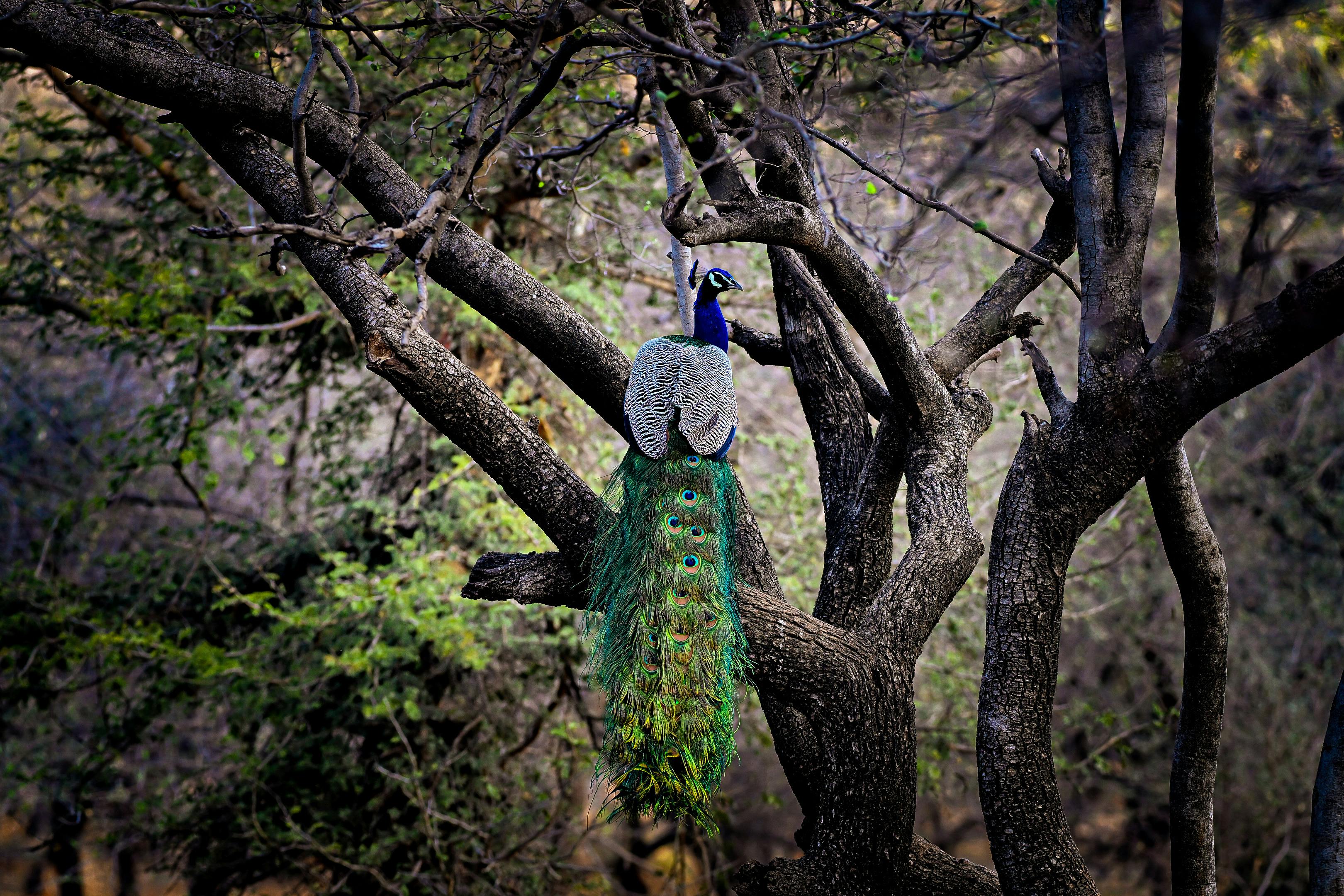 Peacock Review: New Movies, Noteworthy Originals and Live Sports Will Keep It in Your Rotation — Photo by Ashwani Sharma on P