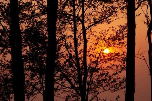Silhouetted trees captured during a vibrant orange sunset in a tranquil forest.