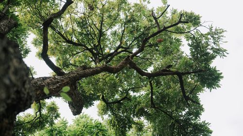 Free Tranquil tree canopy in Foshan, China offering a serene nature perspective. Stock Photo