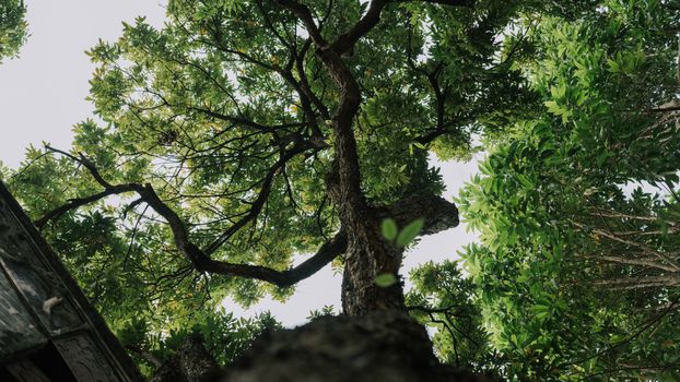 Tranquil view looking up at a lush green tree canopy in Foshan, China, capturing the essence of nature.