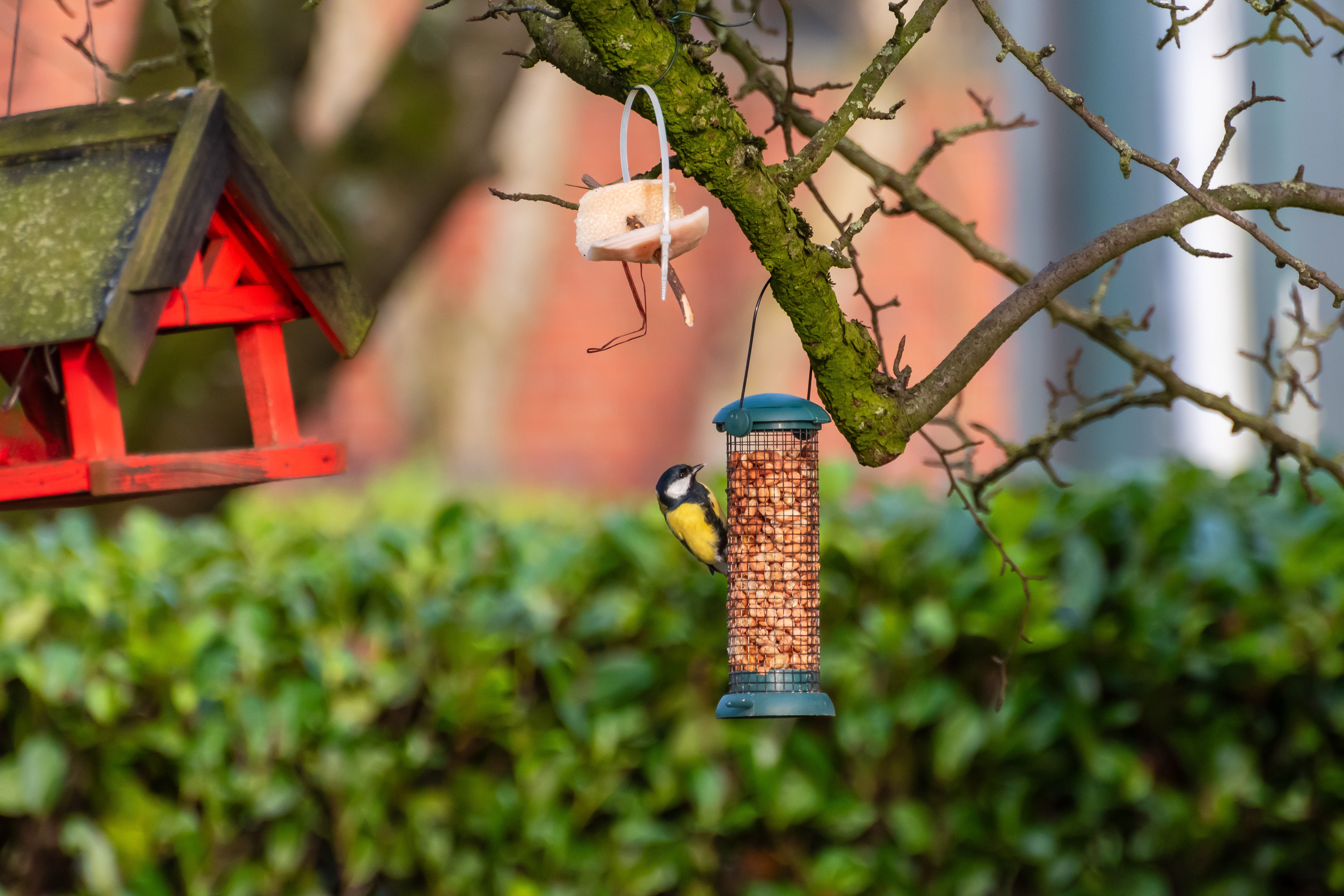 A vibrant garden scene featuring a tit on a bird feeder hanging from a tree branch.