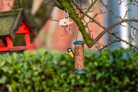 A vibrant garden scene featuring a tit on a bird feeder hanging from a tree branch.