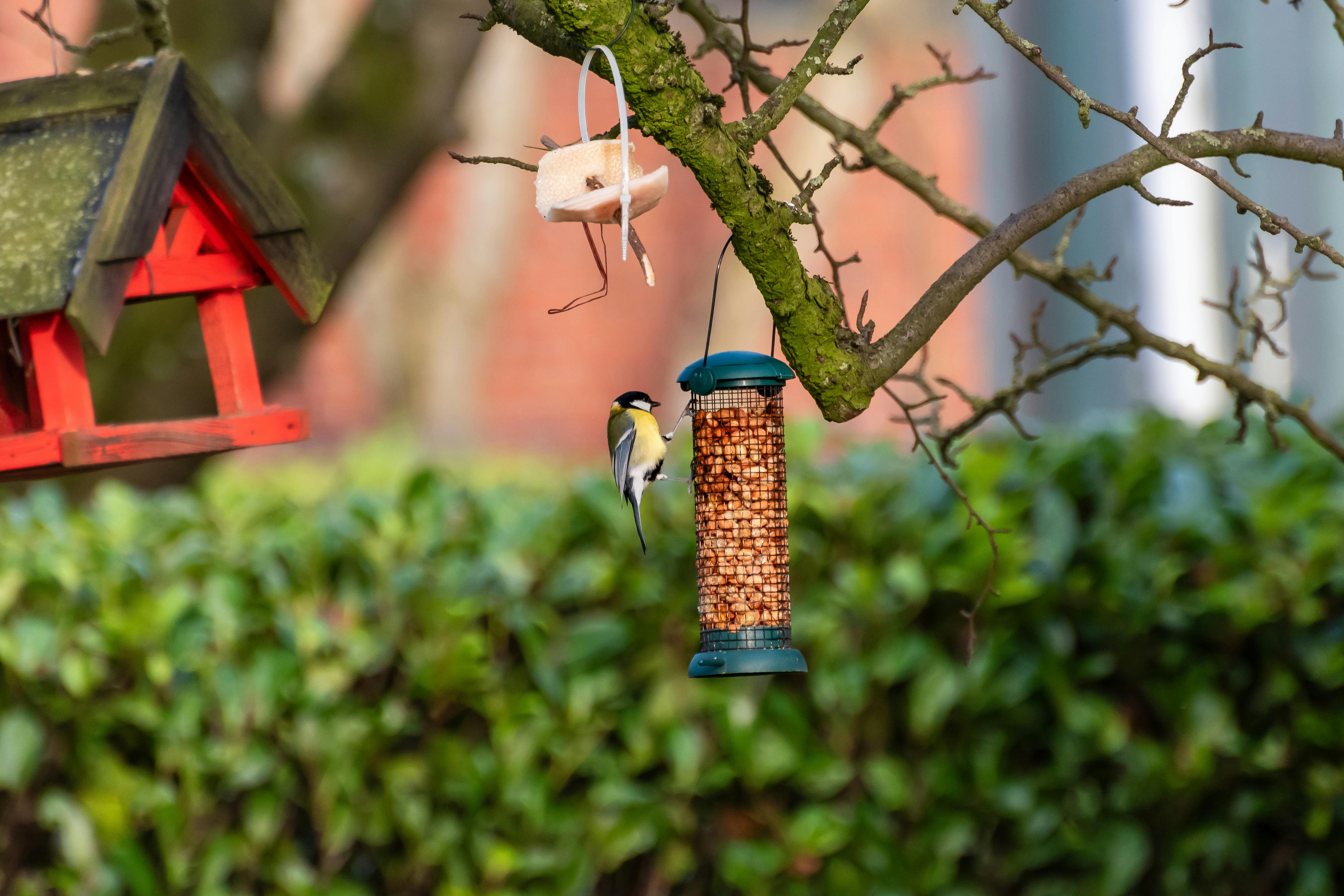 10 manières d'attirer les oiseaux dans votre jardin