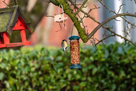 A small bird perches on a peanut feeder hanging from a tree, near a red birdhouse.