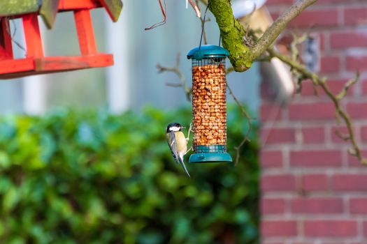 Great tit bird feeding from a hanging peanut bird feeder in a vibrant backyard setting.