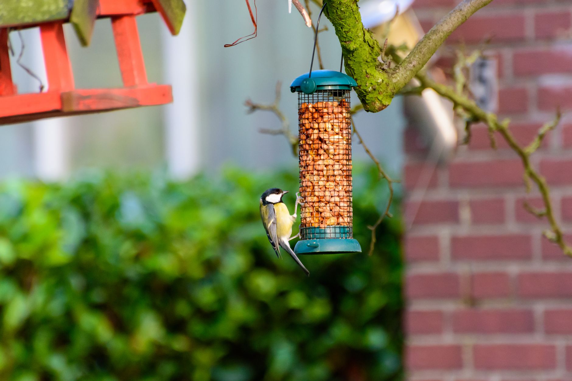 Best Pet Supplies and Bird Feeding 2026