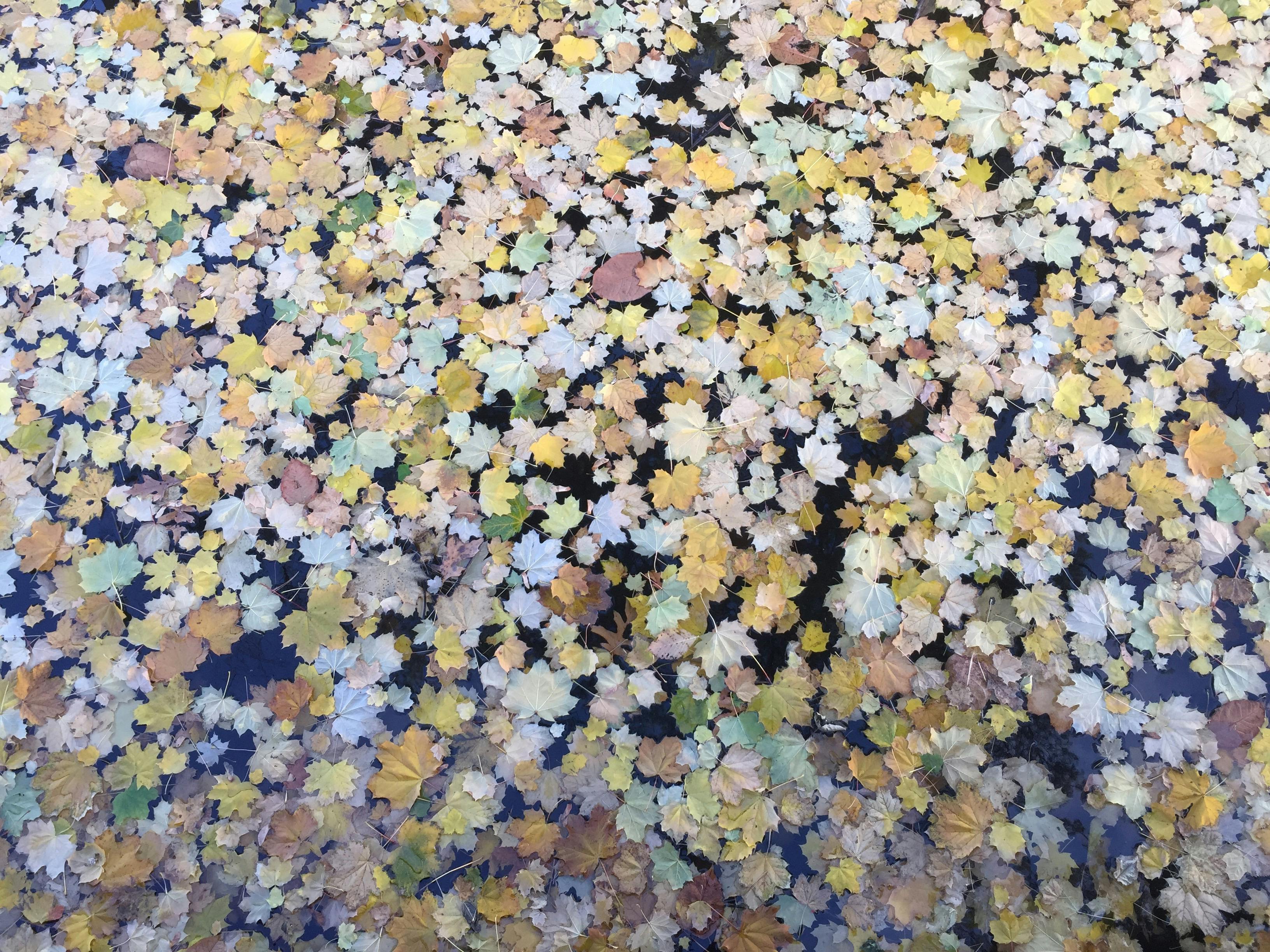 Free stock photo of autumn leaf, fall, fall leaves