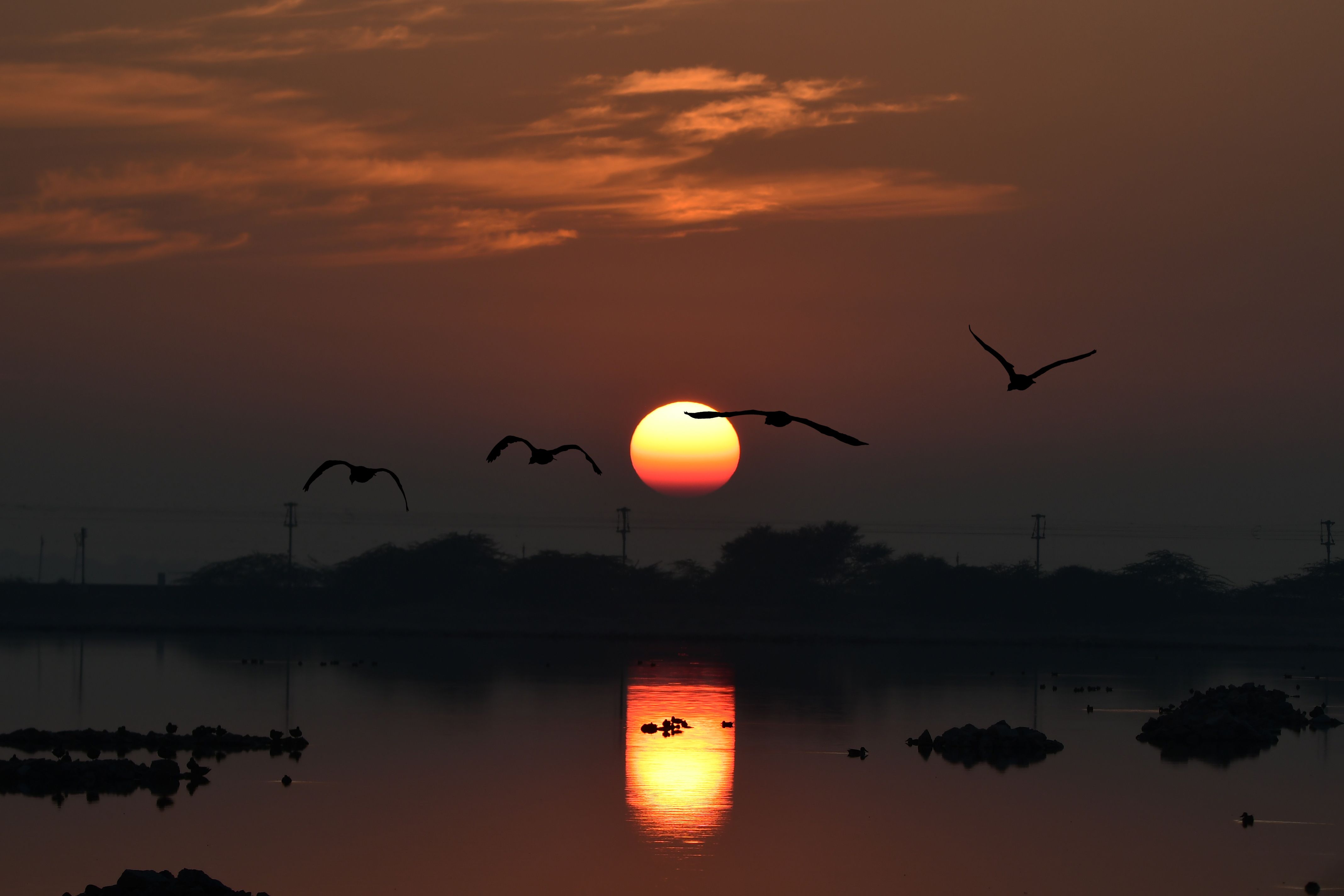 Migratory birds on the shallow lake at Sultanpur National Park near Gurugram