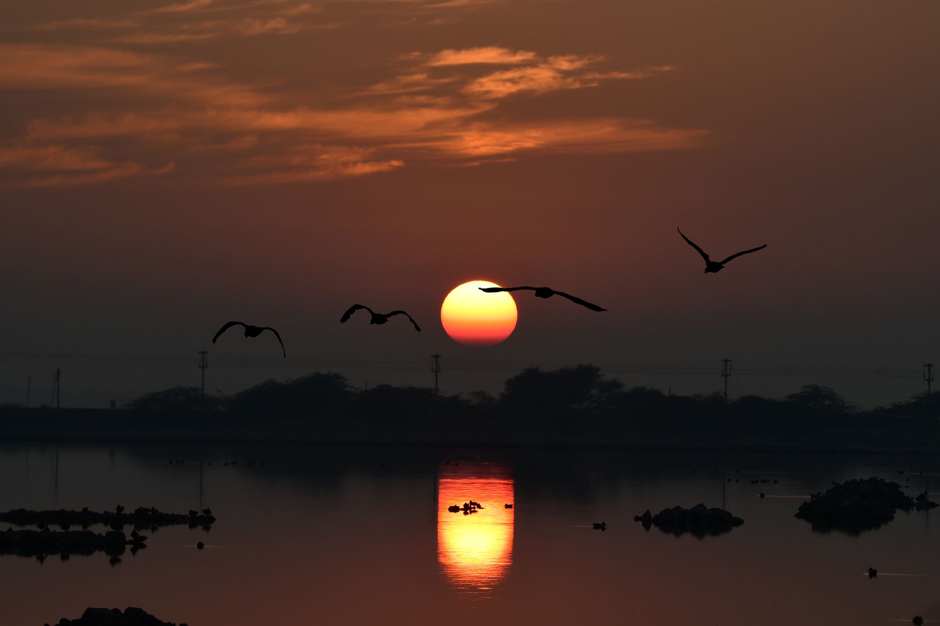 Migratory birds on the shallow lake at Sultanpur National Park near Gurugram