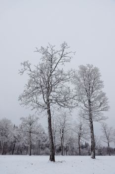 Serene winter landscape featuring snow-covered trees in a peaceful forest setting.