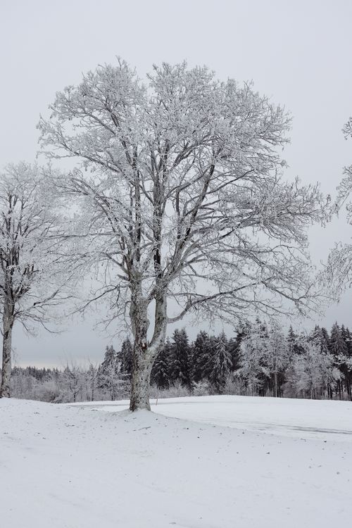 Snow-Covered Winter Forest Landscape · Free Stock Photo