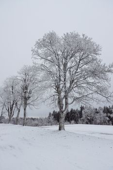 A serene winter scene featuring snow-covered trees in a snowy forest landscape.
