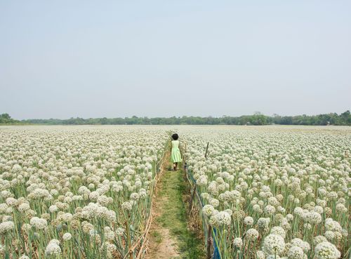 Free A young girl in a light green dress walks through a field of blooming onion flowers on a sunny day. Stock Photo