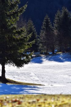 Peaceful winter scene with snow and evergreen trees in remote countryside.