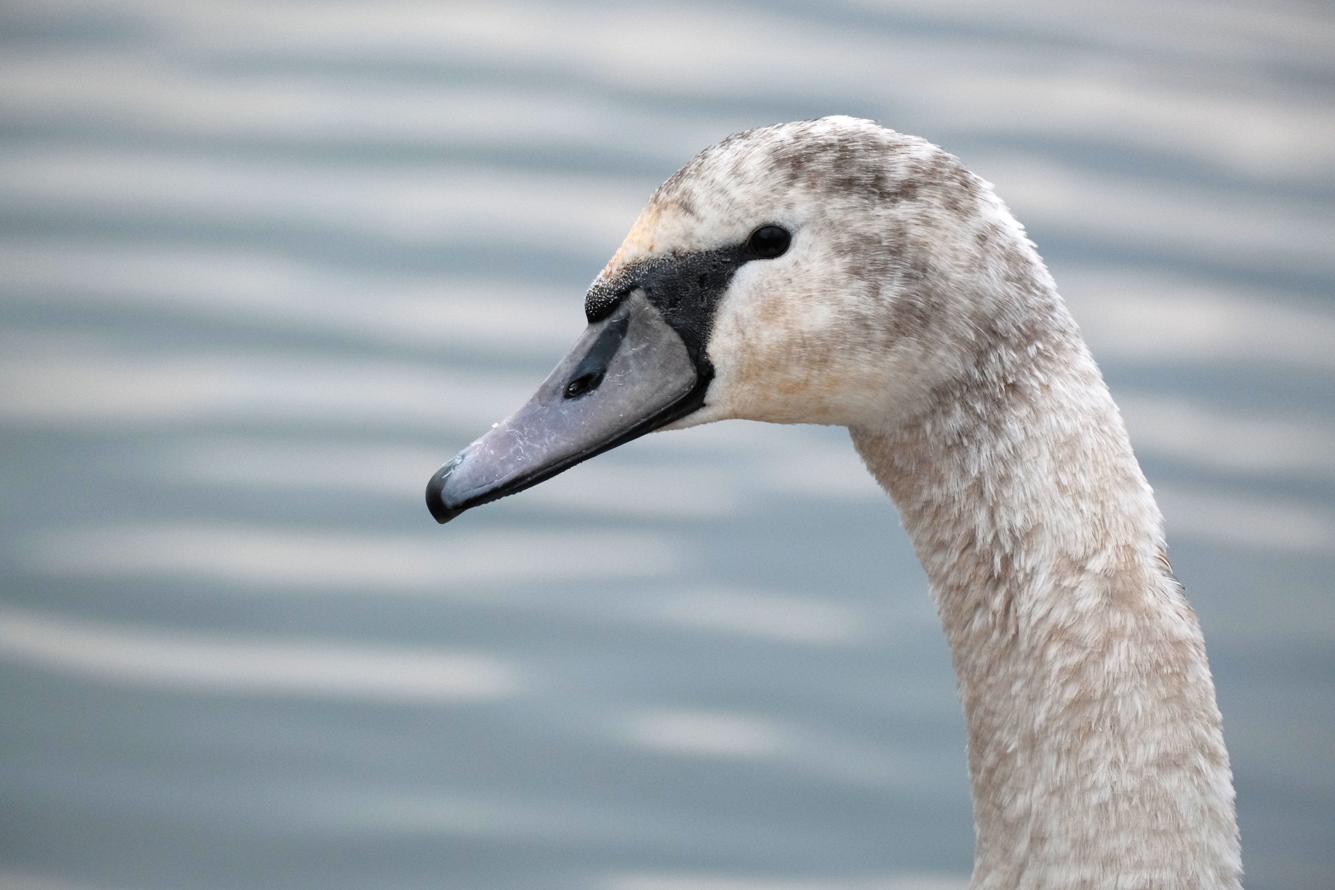Close-up of a Young Swan by the Water · Free Stock Photo