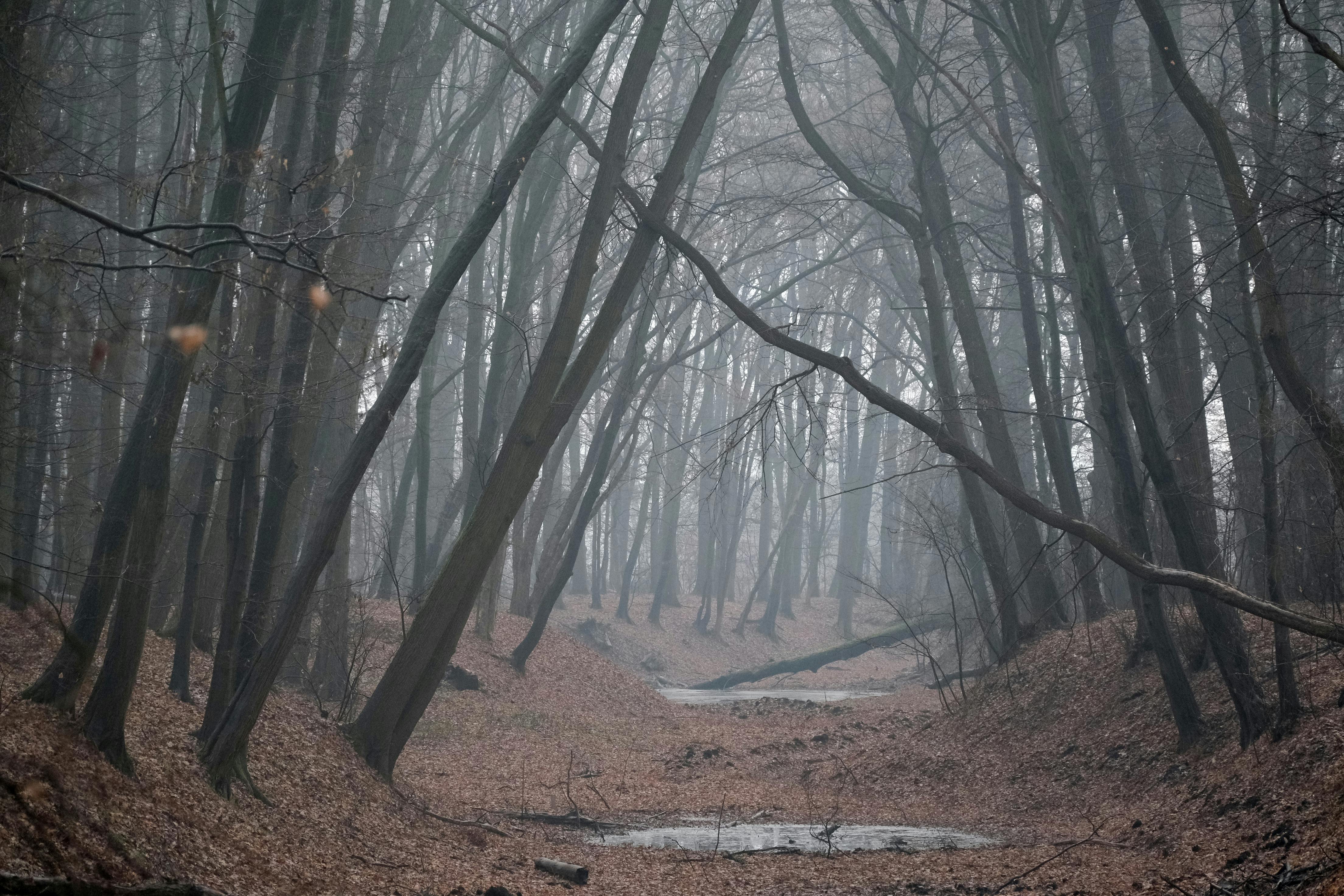 A misty forest path in autumn with bare trees and fallen leaves, creating a mysterious ambiance.