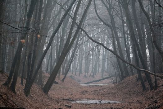A misty forest path in autumn with bare trees and fallen leaves, creating a mysterious ambiance.