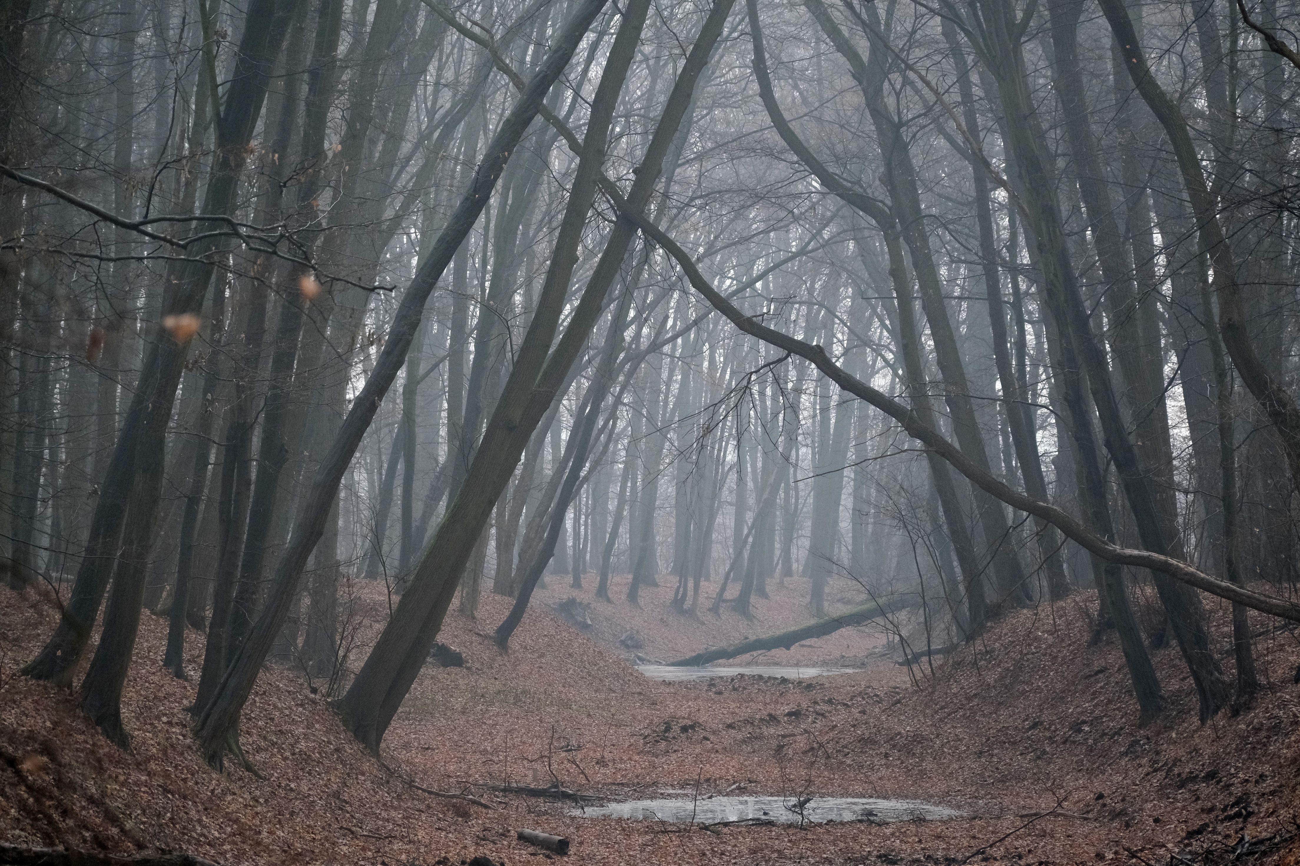 Foggy Autumn Forest Path with Bare Trees · Free Stock Photo