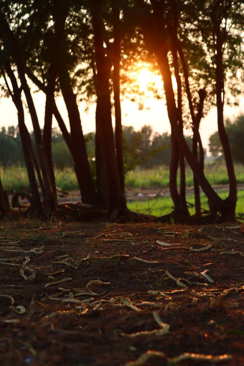 Free Silhouetted trees and ground in a forest at sunset with summer foliage. Stock Photo
