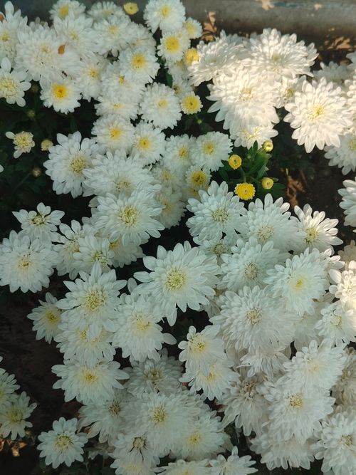 Free A vibrant cluster of white chrysanthemums illuminated by sunlight, showcasing their beauty. Stock Photo