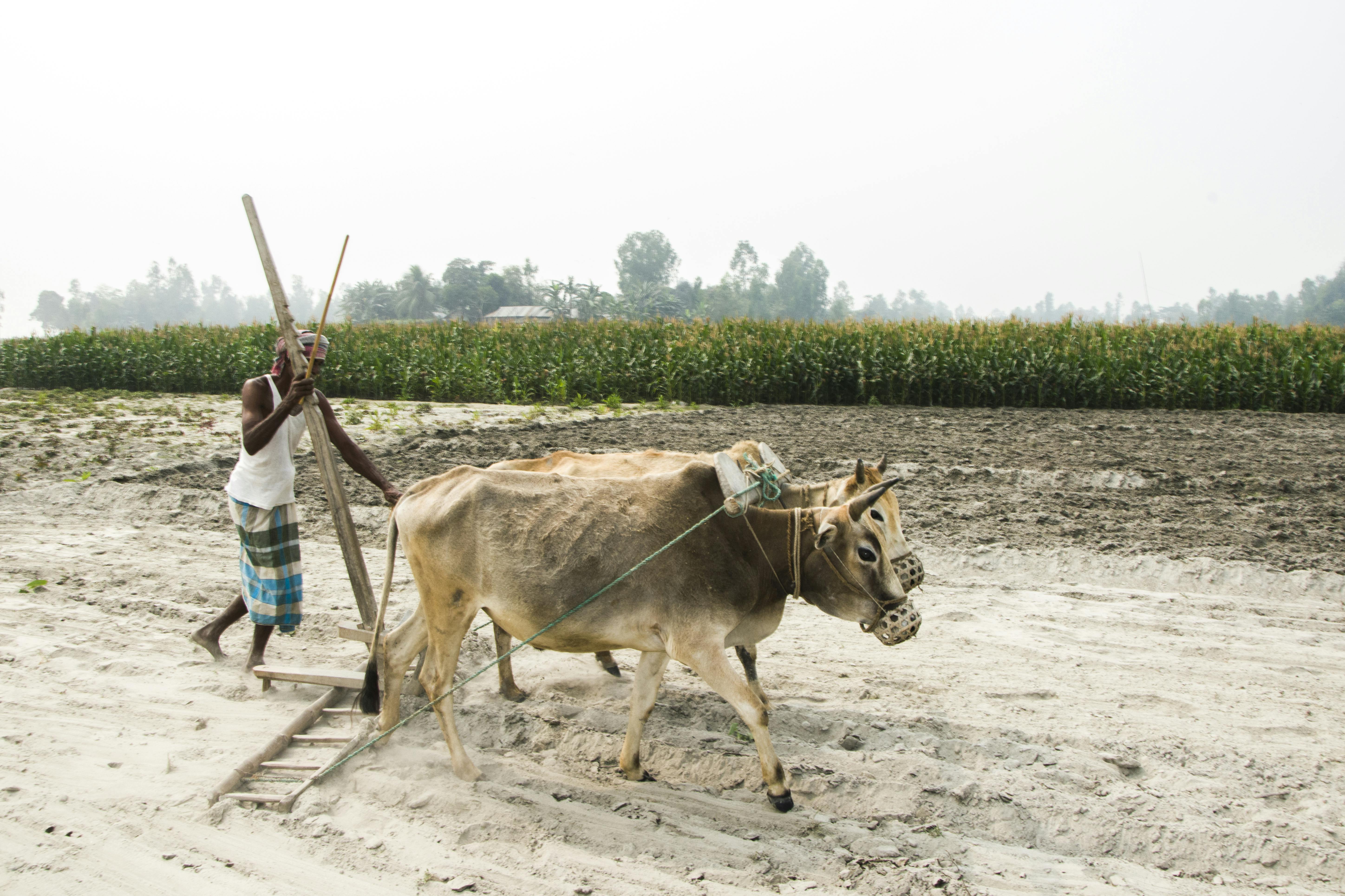 Many farmers utilize life insurance for farm financing — Photo by Mushfiqur Rahman on Pexels