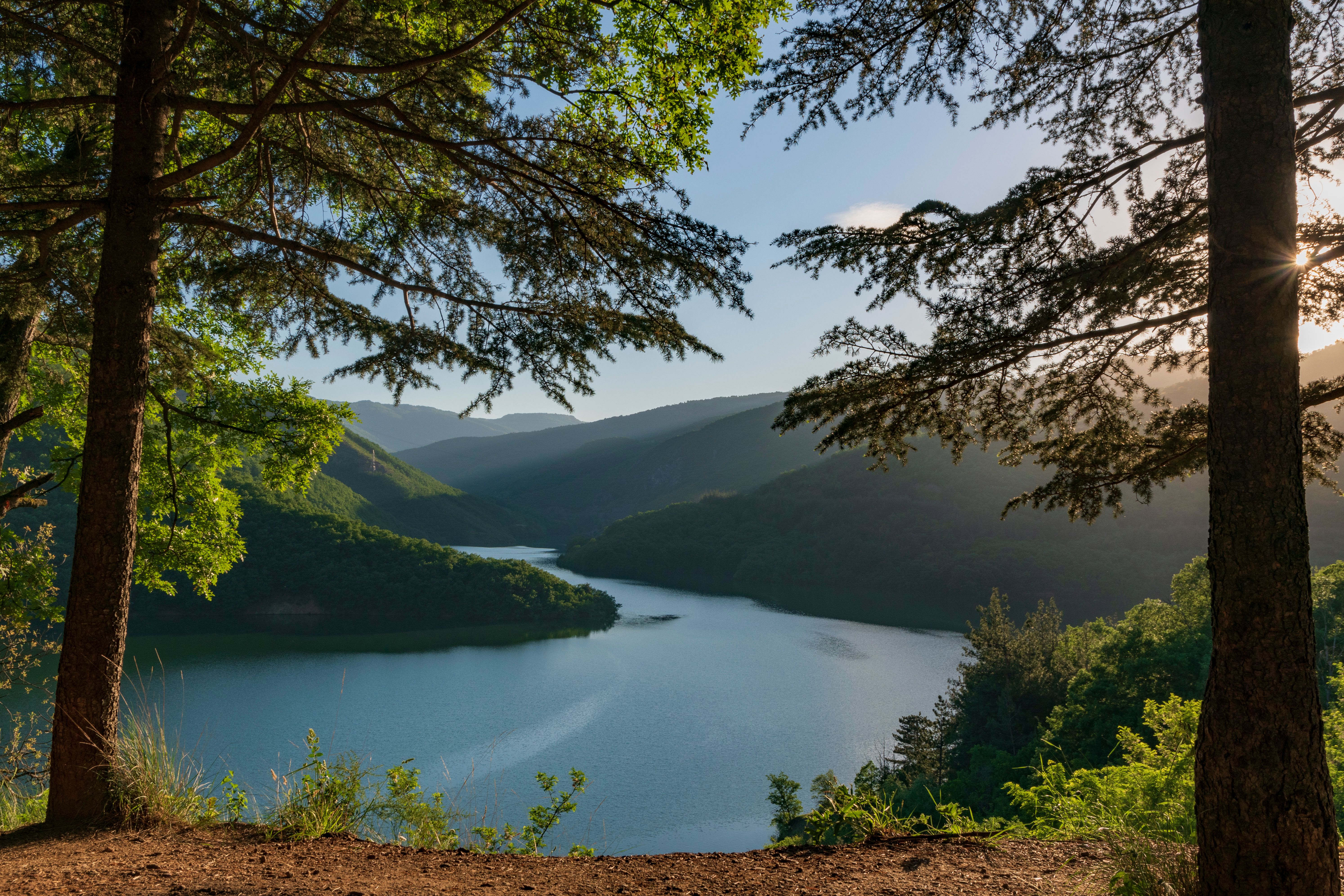 Serene Lake View Framed by Forest Trees · Free Stock Photo