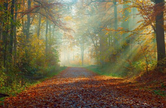 nature